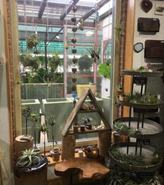 Air plants