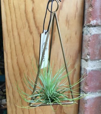 Air plant selection