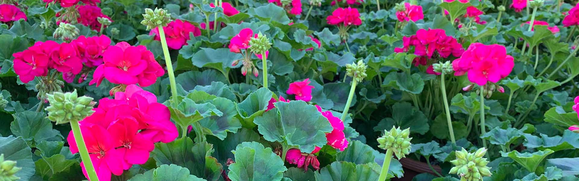 Vivid pink geraniums grown at Ruibal's