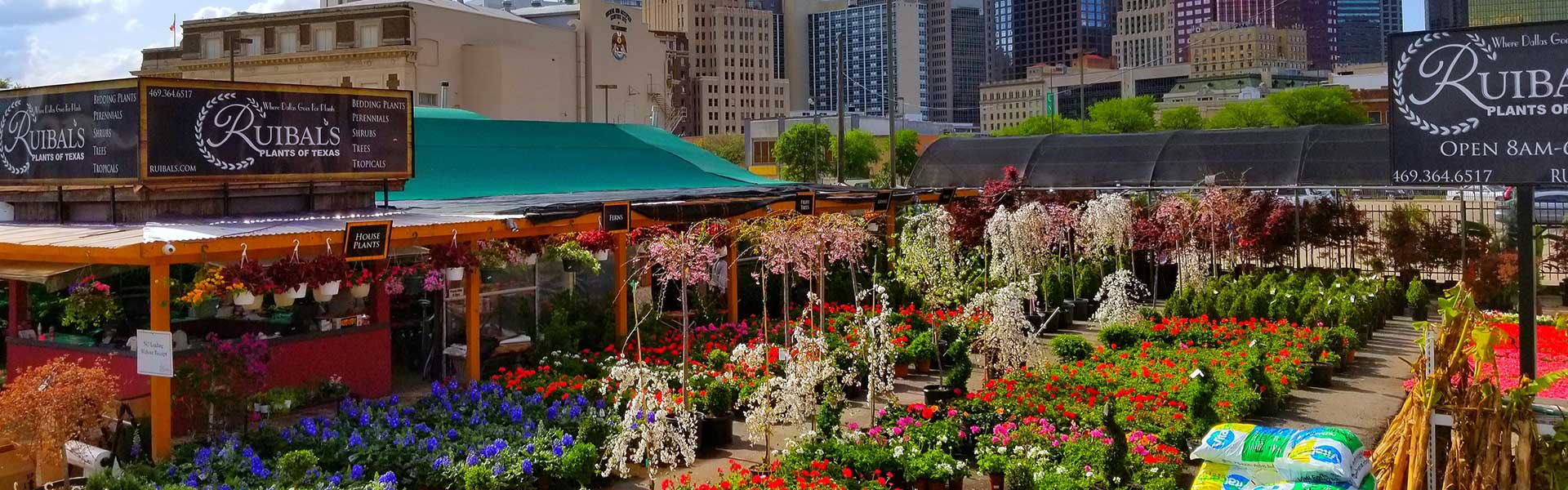 Ruibal's at the Dallas Farmers Market, rows of flowers beneath the downtown skyline