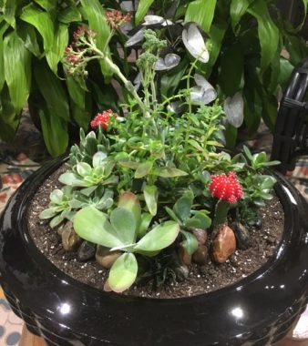 Succulent arrangements